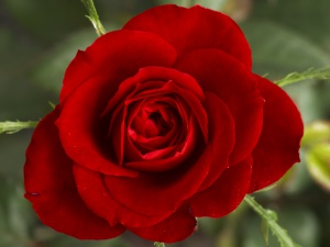 Rose.jpg