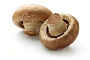 Mushroom.jpg