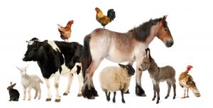 Livestock.jpg
