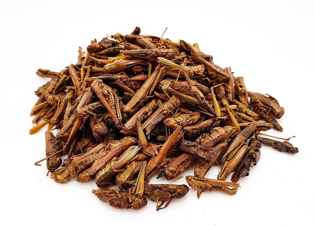 FileDried Insect.jpg Realms Semantic Wiki