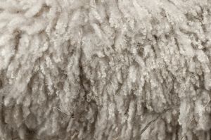 Wool.jpg